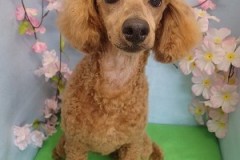 『どうかな？似合う？？』