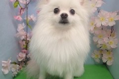 『凄ーいサッパリ♪可愛いでしょ♪』