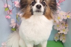 『サラサラになったでしょ♪』