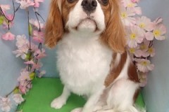 『きれいに整えてもらえました♪』