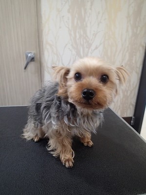 『今日もよろしくね☆』