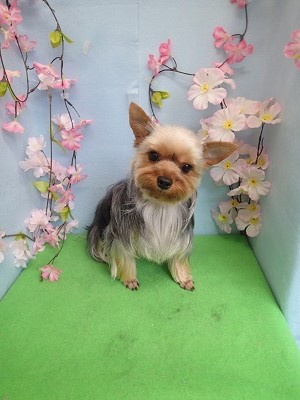 『似合うかな？写真みたい？？』