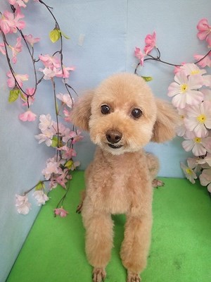 『スッキリカットしてもらいました☆』