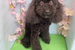 『うちの子たちがお世話になりました☆』