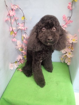 『うちの子たちがお世話になりました☆』