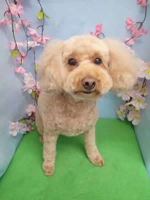 『いつものカットー♪』