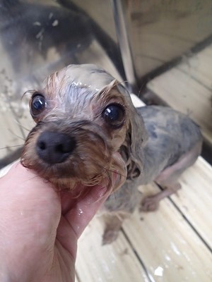 『これこれ！！』