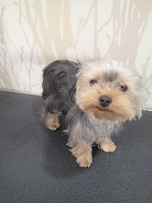 『昨日振りね！頼むわよ！』