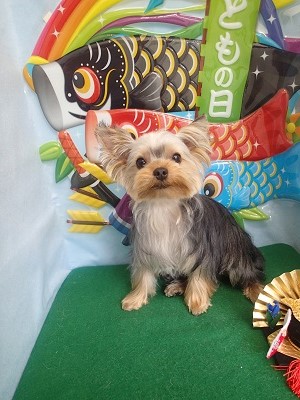 『サラサラのもちもちです♪』