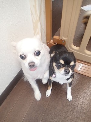 『いっぱい犬がいてちょっと怖いわ。』