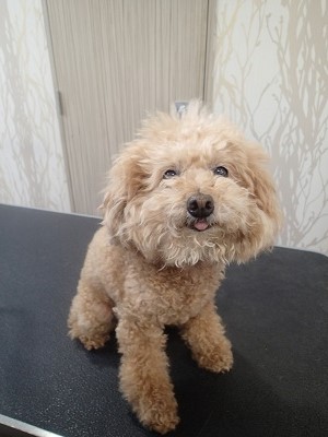 『いつもみたいによろしくー！』