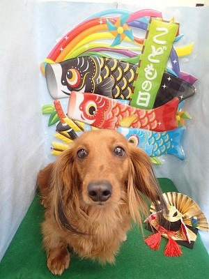 『サラサラ最高ー♪』