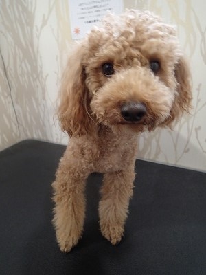 『良いペースでしょ？』