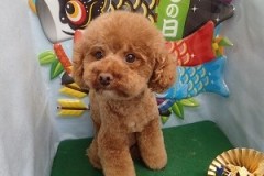 『アフロ完成かな？』