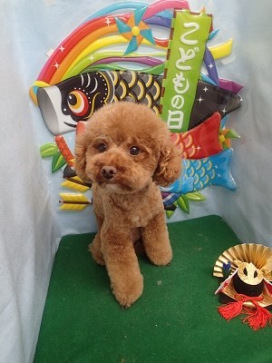 『アフロ完成かな？』