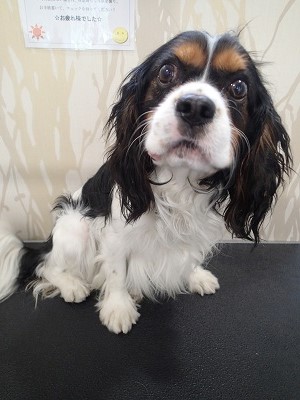 『昨日ぶりですがお願いします!!』