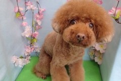 『どぉ？マッシュルームカット！』