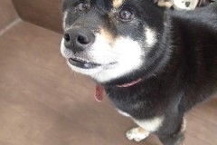 『キレイに洗ってもらいました！』