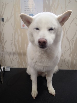 『眠い時間ですよ。。』