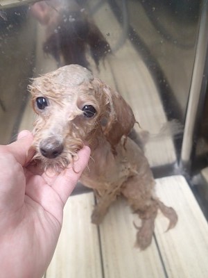 『コレがパックですか。』