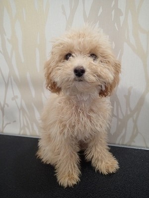 『カットは二回目なんです！！』