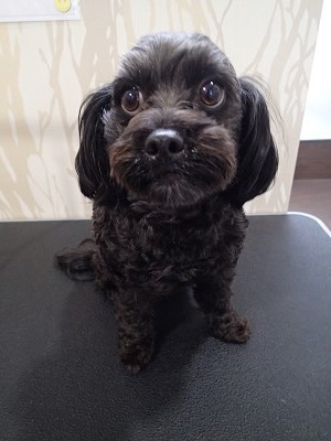 『まずはトリミングから。』