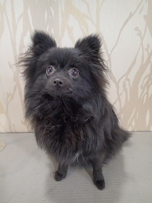 『短くイメチェンお願いします！！』