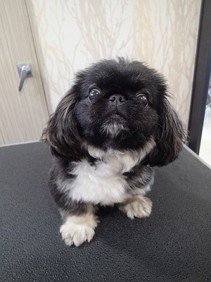 『ボクもサマーカットにしちゃおっかなー！』