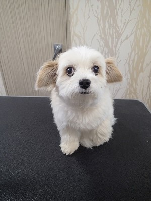 『暑いから短くしちゃってね！』