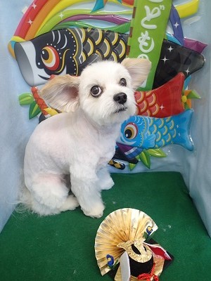 『サマーカットでスッキリしました☆』