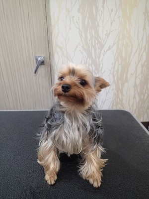 『前みたいにお願いします！』