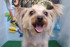 『三つ編みどーお？？』