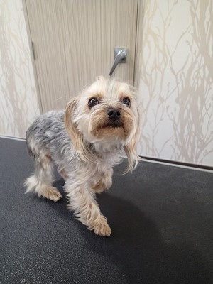 『今回はシャンプーで！』