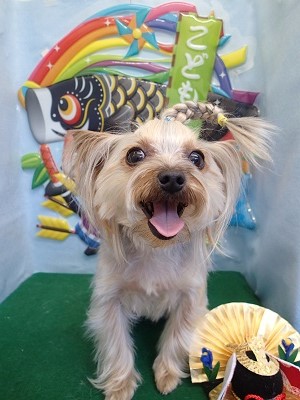 『三つ編みどーお？？』