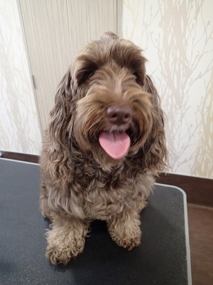 『カットして可愛くしてね♪』