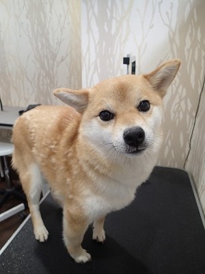 『毛がすっごい抜けて、お家の中大変なの！！』