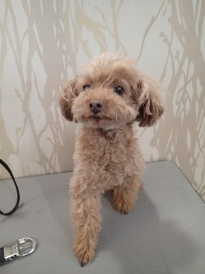 『ちゃちゃっと頼みます！』