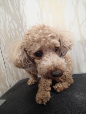 『フルコースの日だったの？！』