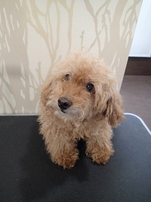 『バサバサになっちゃてるので、お願いします！』