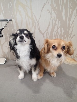 『この前みたいにしてね！』