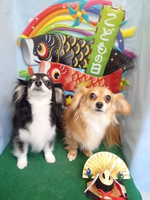 『爪も短くしてもらって歩きやすいね☆』