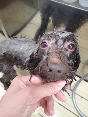 『あー幸せです♪』