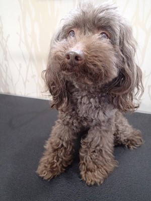 『短くしちゃいましょう！！』