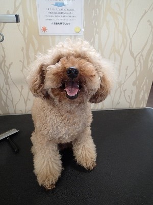 『今回はカットだし、スッキリしてください！』