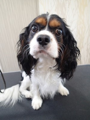 『今回もよろしくねー！』