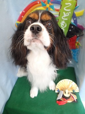 『真っ白になりました☆』