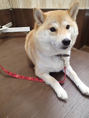 『しっかり洗ってね♪』