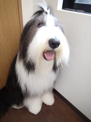 『真っ白サラサラだよ♪』