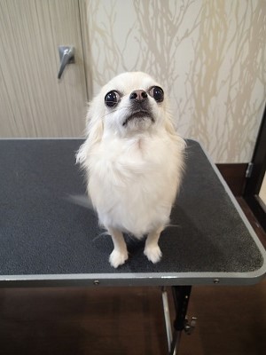 『急だったけどお願いしますね！』