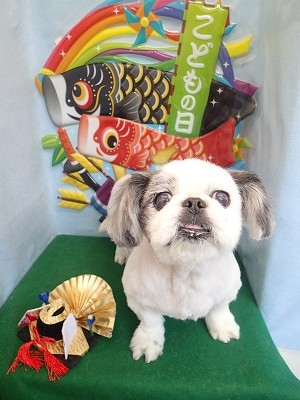 『真っ白に短くしてもらったよ♪』